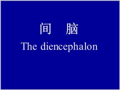 间脑 The diencephalon.ppt
