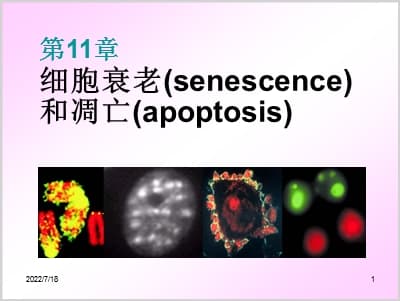 细胞衰老(senescence)和凋亡(apoptosis).ppt