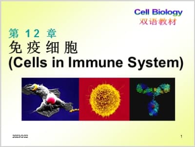 第十二章 免疫细胞.ppt