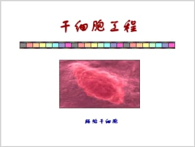干细胞工程：胚胎干细胞的研究及其应用.ppt