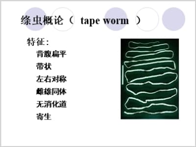 绦虫概论（ tape worm ）猪带绦虫(牛带绦虫.短膜壳).ppt