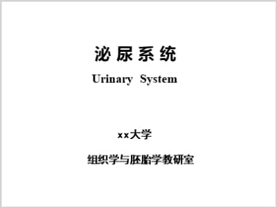泌尿系统Urinary System概述.ppt