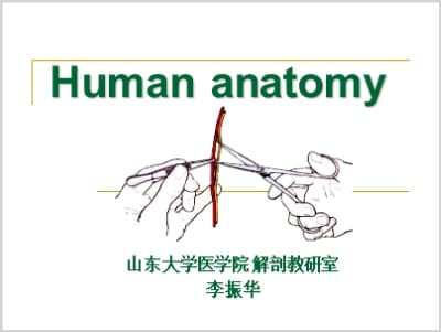 人体解剖学发展简史.ppt