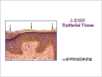 上皮组织Epithelial Tissue.ppt