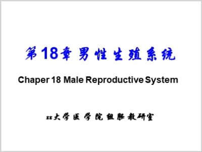第18章 男性生殖系统.ppt